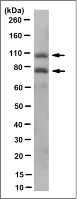 MilliporeSigma Sp100, Mouse, Unlabeled, Clone: 2H1.1, 100&mu;g; Unlabeled:Antibodies,